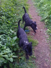 Eightball and Bailey - brothers who just love to play.